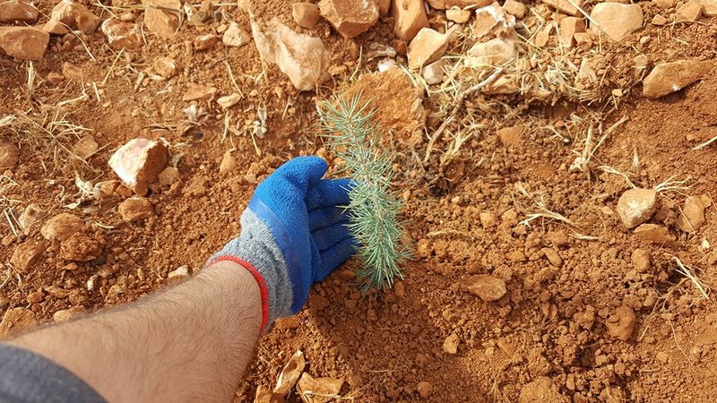 Hilton employees plant 100 cedar seedlings